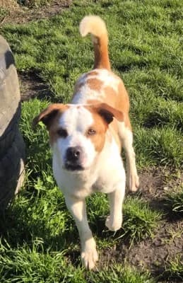 Boli, male Mixed Breed for adoption at Tierheim Herne-Wanne, Herne — photo 4 of 5