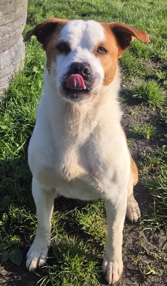 Boli, male Mixed Breed for adoption at Tierheim Herne-Wanne, Herne — photo 5 of 5