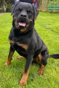 Cujo, male Rottweiler for adoption at Herne