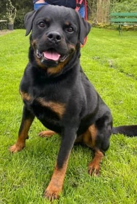 Cujo, male Rottweiler for adoption at Tierheim Herne-Wanne, Herne photo 2