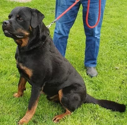 Cujo, male Rottweiler for adoption at Tierheim Herne-Wanne, Herne photo 4