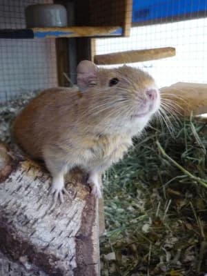 Degus,  Mixed Breed for adoption at Tierheim Herne-Wanne, Herne photo 2