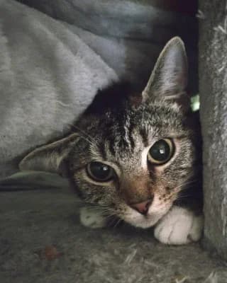 Ella, female European Shorthair for adoption at Tierheim Herne-Wanne, Herne