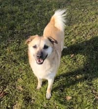 Ewa, female Mixed Breed for adoption at Herne