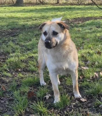 Ewa, female Mixed Breed for adoption at Tierheim Herne-Wanne, Herne photo 3