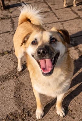 Ewa, female Mixed Breed for adoption at Tierheim Herne-Wanne, Herne photo 4