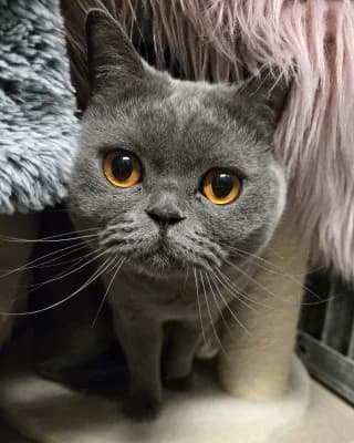 Finja, female British Shorthair for adoption at Tierheim Herne-Wanne, Herne
