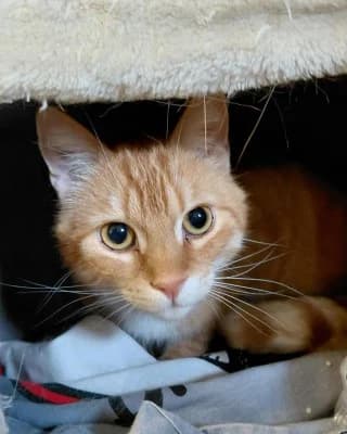 Fritz, male 7yo European Shorthair for adoption at Tierheim Herne-Wanne, Herne
