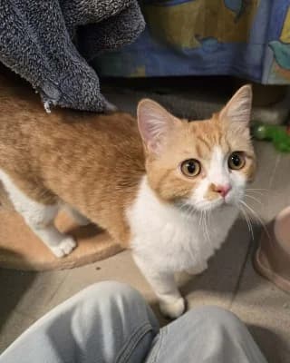 Harry, male European Shorthair for adoption at Tierheim Herne-Wanne, Herne
