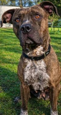 Hayat, female senior American Staffordshire Terrier for adoption at Tierheim Herne-Wanne, Herne