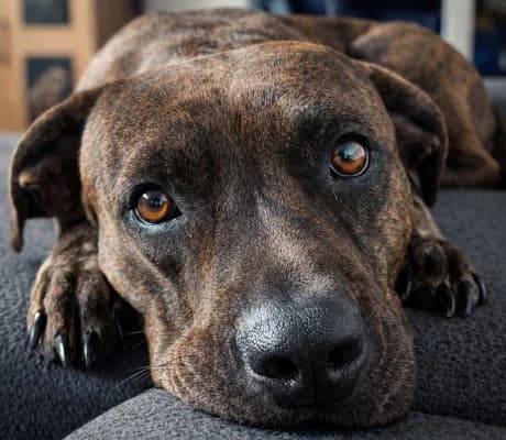 Hayat, female American Staffordshire Terrier for adoption at Tierheim Herne-Wanne, Herne photo 3