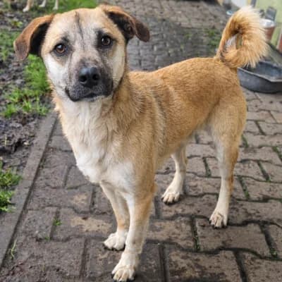 Jamo, male Mixed Breed for adoption at Tierheim Herne-Wanne, Herne photo 2