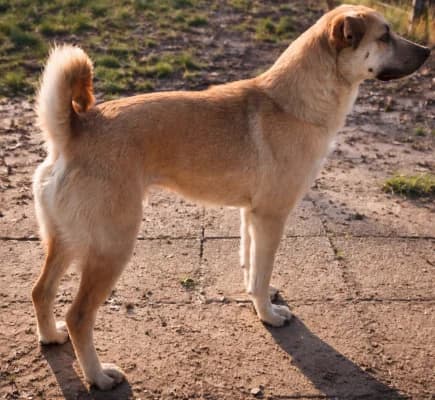 Jamo, male Mixed Breed for adoption at Tierheim Herne-Wanne, Herne photo 3