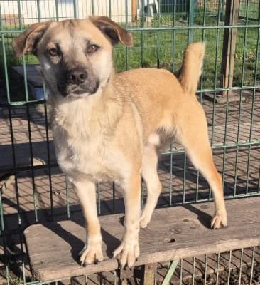 Jamo, male Mixed Breed for adoption at Tierheim Herne-Wanne, Herne photo 4