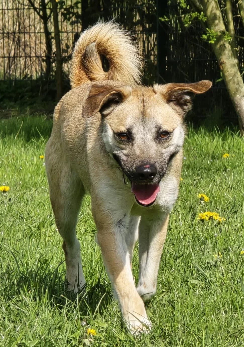 Jamo, male Mixed Breed for adoption at Tierheim Herne-Wanne, Herne photo 5