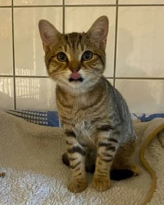 Janko, male European Shorthair for adoption at Tierheim Herne-Wanne, Herne photo 2