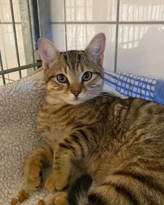 Janko, male European Shorthair for adoption at Tierheim Herne-Wanne, Herne photo 3