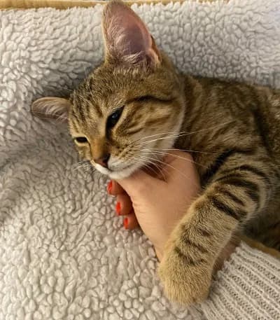 Janko, male European Shorthair for adoption at Tierheim Herne-Wanne, Herne photo 4