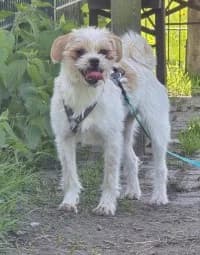 Juana, female puppy mixed breed for adoption at Tierheim Herne-Wanne, Herne