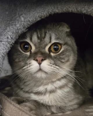 Leo, male British Shorthair for adoption at Tierheim Herne-Wanne, Herne