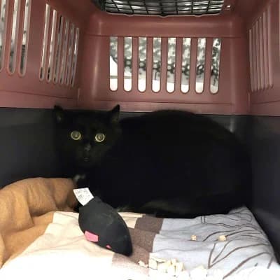 Leyla, female European Shorthair for adoption at Tierheim Herne-Wanne, Herne photo 2