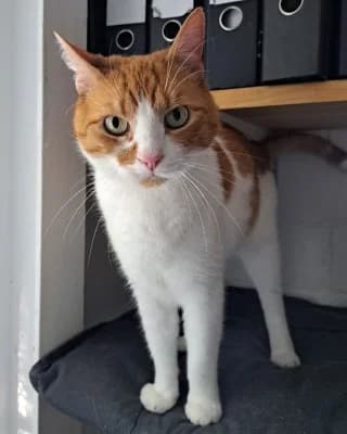 Miro, male senior European Shorthair for adoption at Tierheim Herne-Wanne, Herne
