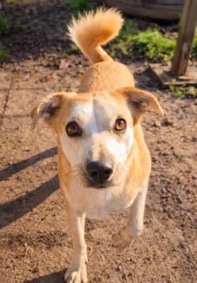 Mun, male Mixed Breed for adoption at Tierheim Herne-Wanne, Herne photo 2