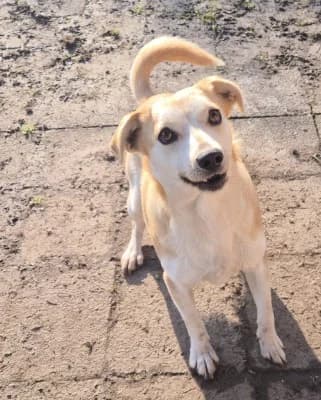 Mun, male Mixed Breed for adoption at Tierheim Herne-Wanne, Herne photo 3