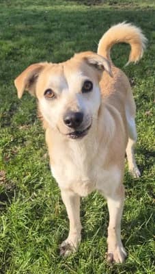 Mun, male Mixed Breed for adoption at Tierheim Herne-Wanne, Herne photo 4