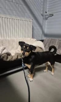 Niko, male young Mixed Breed for adoption at Tierheim Herne-Wanne, Herne