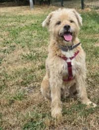 Pepe, male senior Mixed Breed for adoption at Tierheim Herne-Wanne, Herne