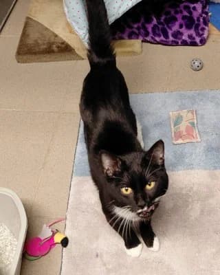 Piet, male young European Shorthair for adoption at Tierheim Herne-Wanne, Herne