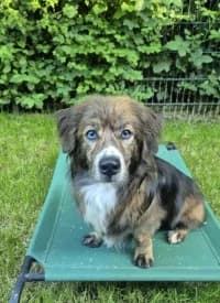 Poldi, male 6yo Mixed Breed for adoption at Tierheim Herne-Wanne, Herne