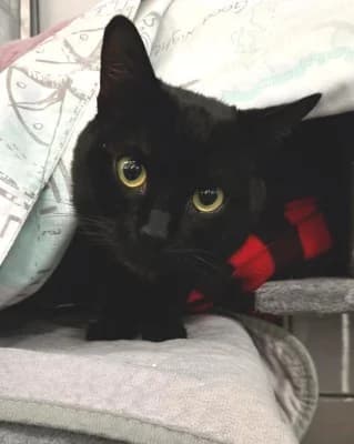 Rabe, male European Shorthair for adoption at Tierheim Herne-Wanne, Herne photo 2