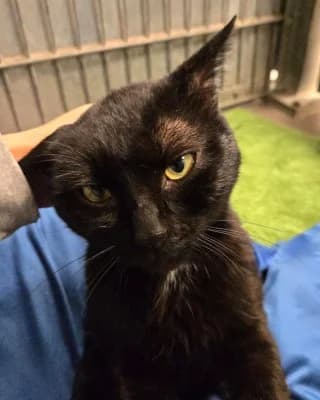 Rabe, male European Shorthair for adoption at Tierheim Herne-Wanne, Herne photo 3