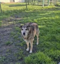 Ron, male senior Mixed Breed for adoption at Tierheim Herne-Wanne, Herne