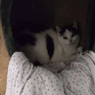 Rosie, female European Shorthair for adoption at Tierheim Herne-Wanne, Herne photo 2