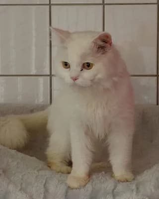 Salem, male mixed breed for adoption at Tierheim Herne-Wanne, Herne
