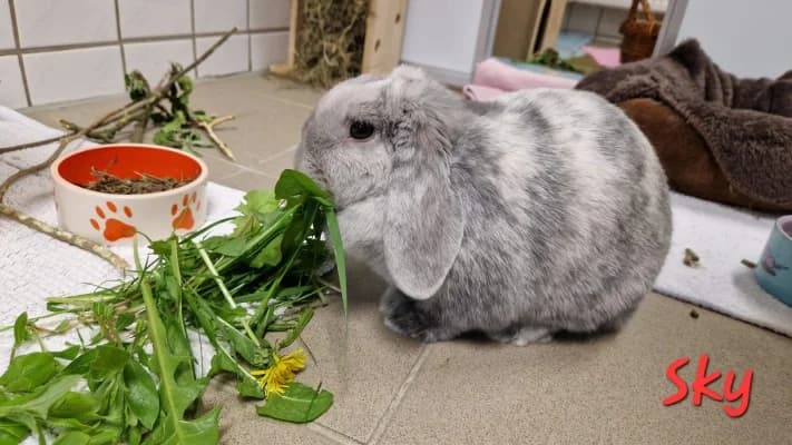 Sky, female mixed breed for adoption at Tierheim Herne-Wanne, Herne