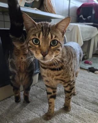 Sky, male Bengal for adoption at Tierheim Herne-Wanne, Herne