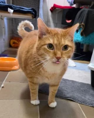 Tarie, male European Shorthair for adoption at Tierheim Herne-Wanne, Herne photo 2