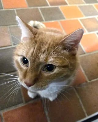 Tarie, male European Shorthair for adoption at Tierheim Herne-Wanne, Herne photo 3