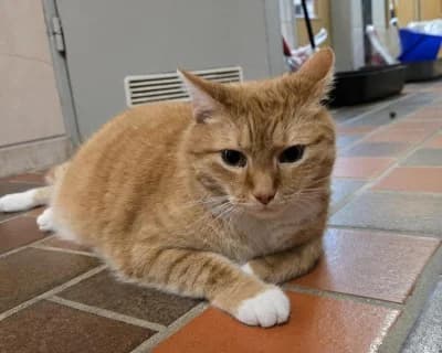 Tarie, male European Shorthair for adoption at Tierheim Herne-Wanne, Herne photo 4