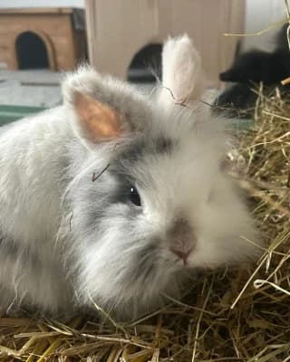 Wolke, female mixed breed for adoption at Tierheim Herne-Wanne, Herne photo 2