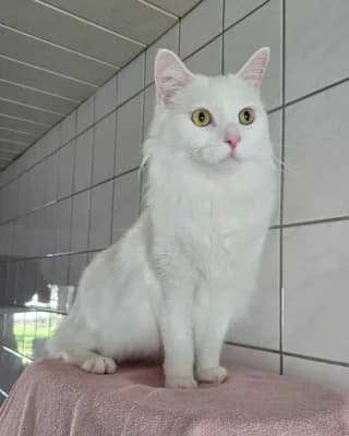 Yuki, male mixed breed for adoption at Tierheim Herne-Wanne, Herne photo 2