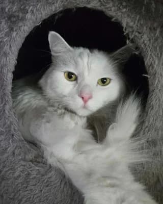 Yuki, male mixed breed for adoption at Tierheim Herne-Wanne, Herne photo 3