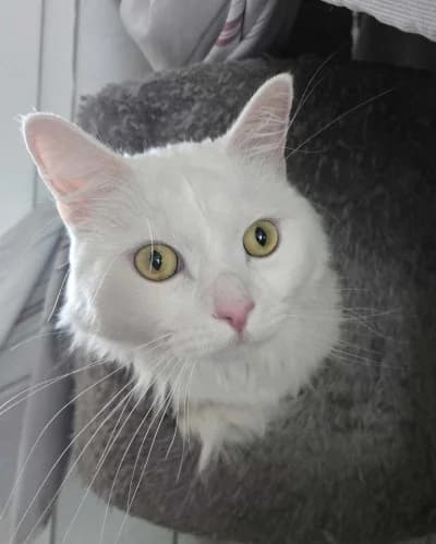 Yuki, male mixed breed for adoption at Tierheim Herne-Wanne, Herne photo 4