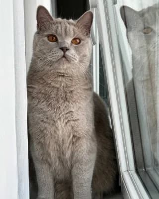 Yumos, female 4yo British Shorthair for adoption at Tierheim Herne-Wanne, Herne