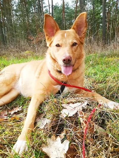 Amina, female senior Mixed Breed for adoption at Tierheim Herzsprung