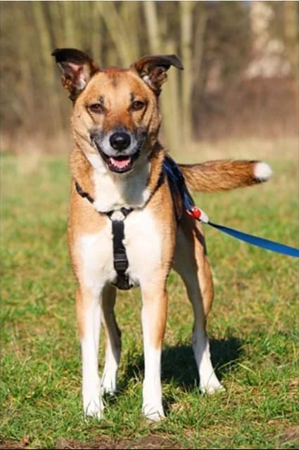 Amy, female Mixed Breed for adoption at Tierheim Herzsprung